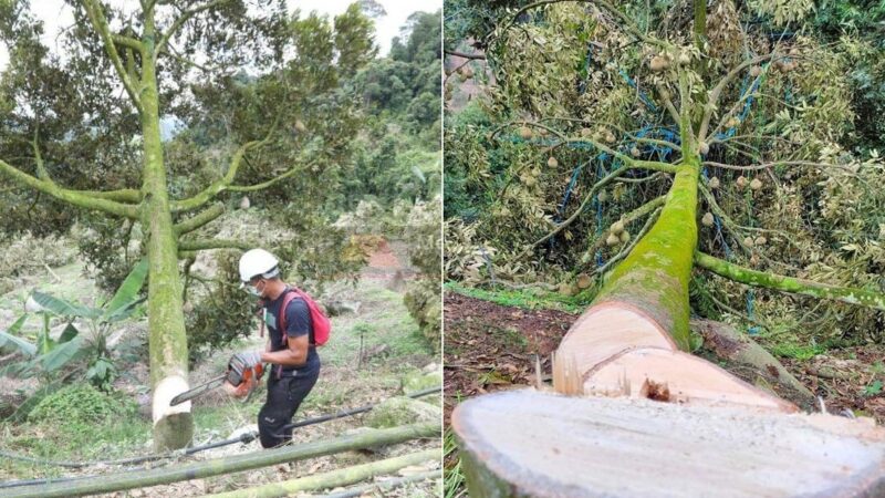 “40 tahun tanah dirampas tanpa tindakan” – PAS Pahang tuntut RCI siasat pencerobohan tanah Musang King