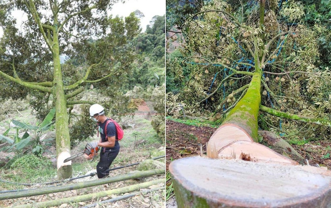 “40 tahun tanah dirampas tanpa tindakan” – PAS Pahang tuntut RCI siasat pencerobohan tanah Musang King